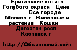 Британские котята Голубого окраса › Цена ­ 8 000 - Все города, Москва г. Животные и растения » Кошки   . Дагестан респ.,Каспийск г.